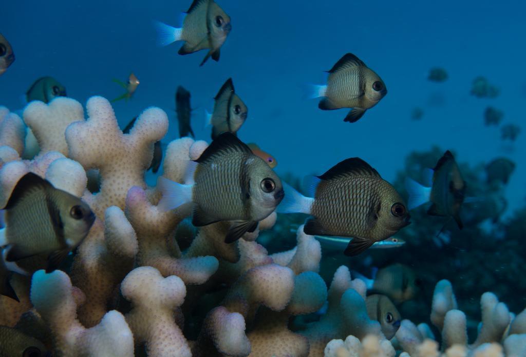 Captain Cook Cruises Fiji Denarau Island Zewnętrze zdjęcie